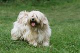TERRIER DU TIBET 261